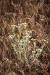 Shaggy Fleabane