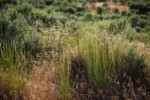 Bluebunch Wheatgrass among Cheatgrass