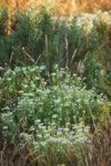 Shaggy Fleabane