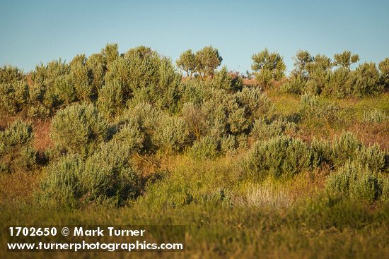 Artemisia tridentata