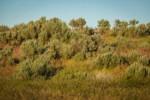 Sagebrush in late afternoon light