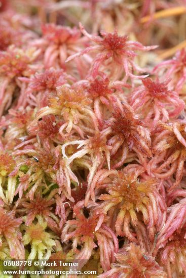 Sphagnum rubellum