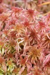 Sphagnum rubellum