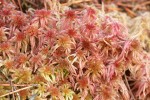 Sphagnum rubellum