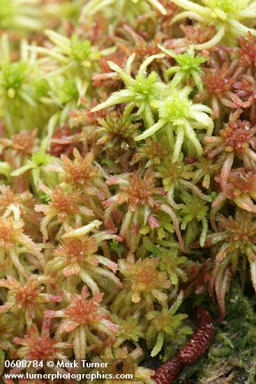 Sphagnum spp.