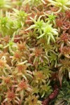 Sphagnum mosses