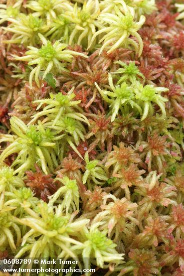 Sphagnum spp.