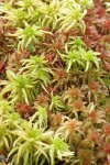 Sphagnum mosses