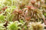 Sphagnum mosses