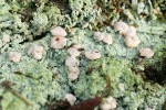 'Fairy Barf' crustose lichen