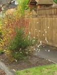 Snowberry, rose hips in parking strip garden w/ wooden fence along sidewalk bkgnd