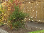 Snowberry, rose hips in parking strip garden w/ wooden fence along sidewalk bkgnd