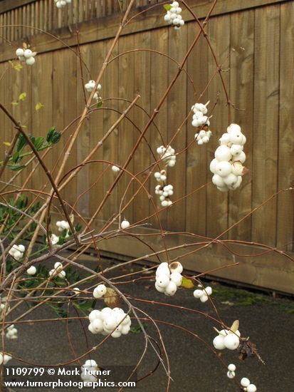 Symphoricarpos albus