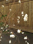 Snowberry fruit & twigs w/ wooden fence along sidewalk bkgnd