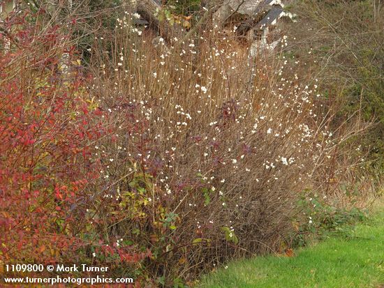 Symphoricarpos albus