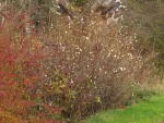 Snowberry thicket, early winter