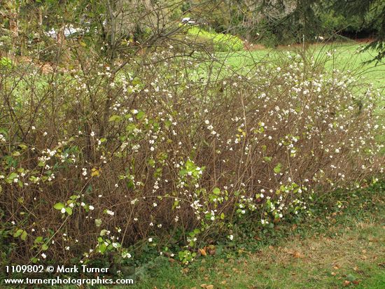 Symphoricarpos albus