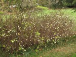 Snowberry thicket, early winter