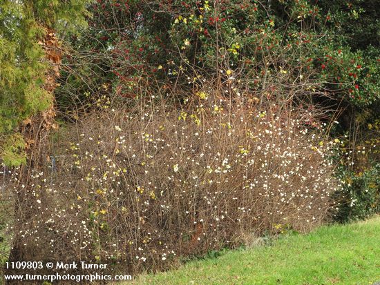 Symphoricarpos albus