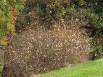 Snowberry thicket, early winter