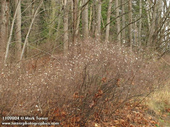 Symphoricarpos albus