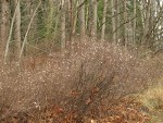 Snowberry thicket under Bigleaf Maples, early winter