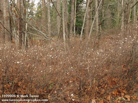 Symphoricarpos albus