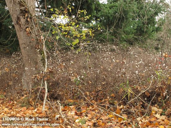 Symphoricarpos albus