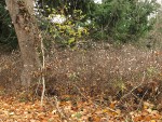 Snowberry thicket at base of Black Cottonwood, early winter