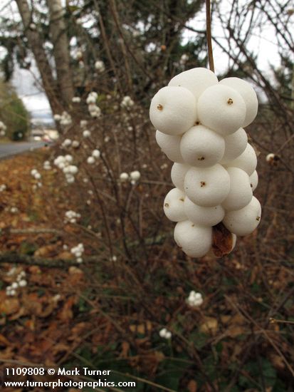 Symphoricarpos albus