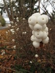 Snowberry fruit & shrub, early winter