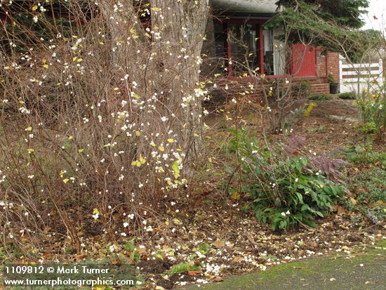 Symphoricarpos albus; Berberis nervosa; Arctostaphylos uva-ursi