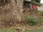 Snowberry in front-yard garden w/ Low Oregon-grape, Kinnickinnick