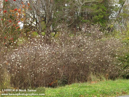 Symphoricarpos albus