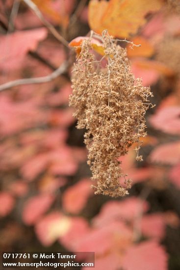 Holodiscus discolor