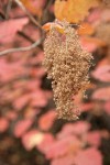 Ocean Spray seed heads w/ autumn foliage soft bkgnd