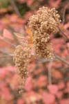 Ocean Spray seed heads w/ autumn foliage soft bkgnd