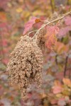 Ocean Spray seed heads w/ autumn foliage soft bkgnd