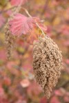 Ocean Spray seed heads w/ autumn foliage soft bkgnd