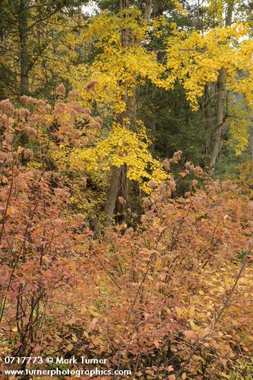 Holodiscus discolor; Populus balsamifera ssp. trichocarpa