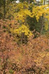 Ocean Spray w/ Black Cottonwoods, autumn