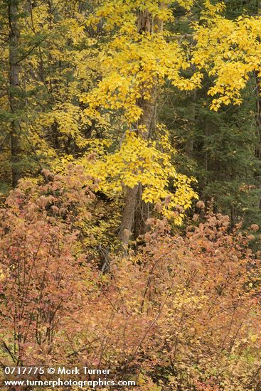 Holodiscus discolor; Populus balsamifera ssp. trichocarpa