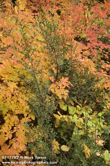 Paxistima myrsinites; Rosa gymnocarpa