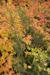 Oregon Boxwood among Baldhip Rose foliage, autumn