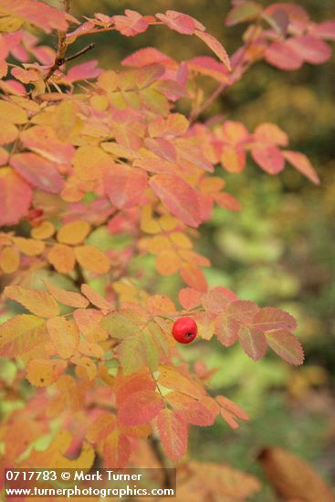 Rosa gymnocarpa