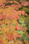 Baldhip Rose fruit & foliage, autumn