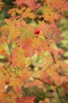 Baldhip Rose fruit & foliage, autumn