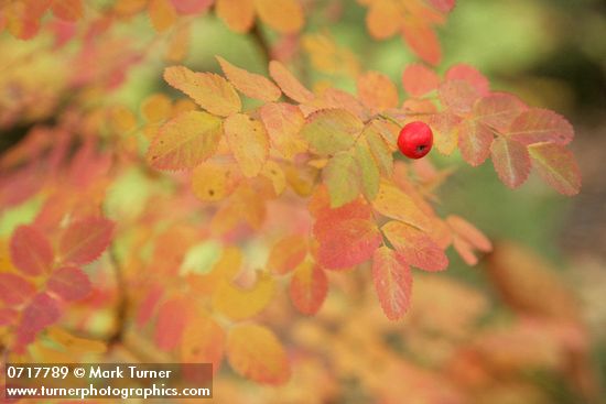 Rosa gymnocarpa