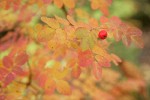 Baldhip Rose fruit & foliage, autumn