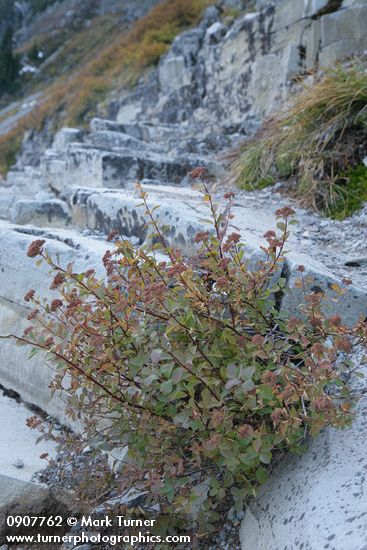 Spiraea splendens